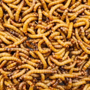 Tenébrio Molitor